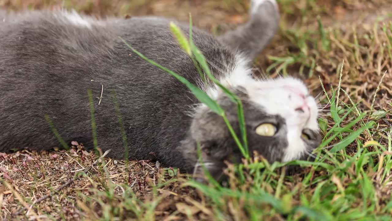 灰猫在新鲜的草地上休息视频素材