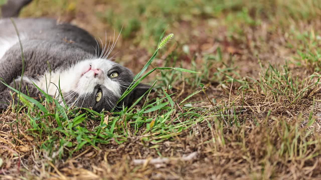 灰猫在新鲜的草地上休息视频素材