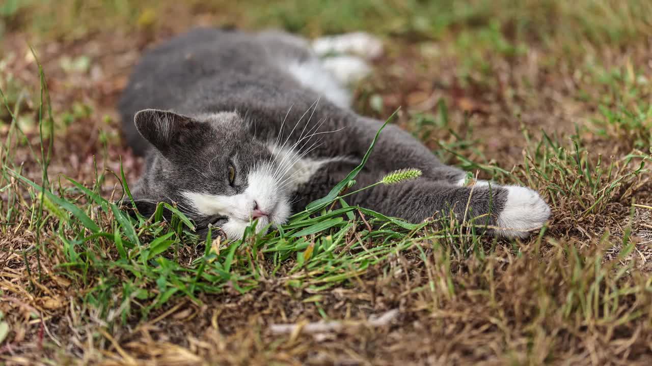 灰猫在新鲜的草地上休息视频素材