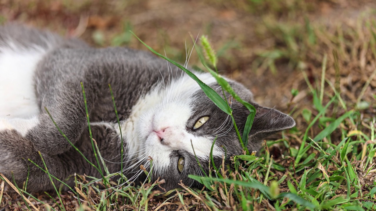 灰猫在新鲜的草地上休息视频素材