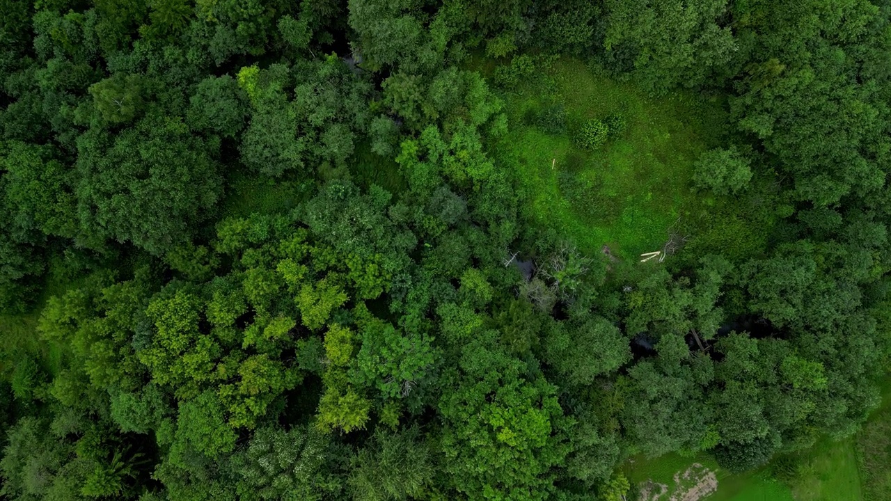 鸟瞰森林和绿色景观视频素材