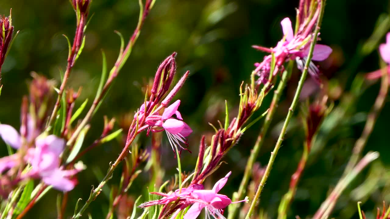 粉红色的花在花园里随风摇曳视频素材