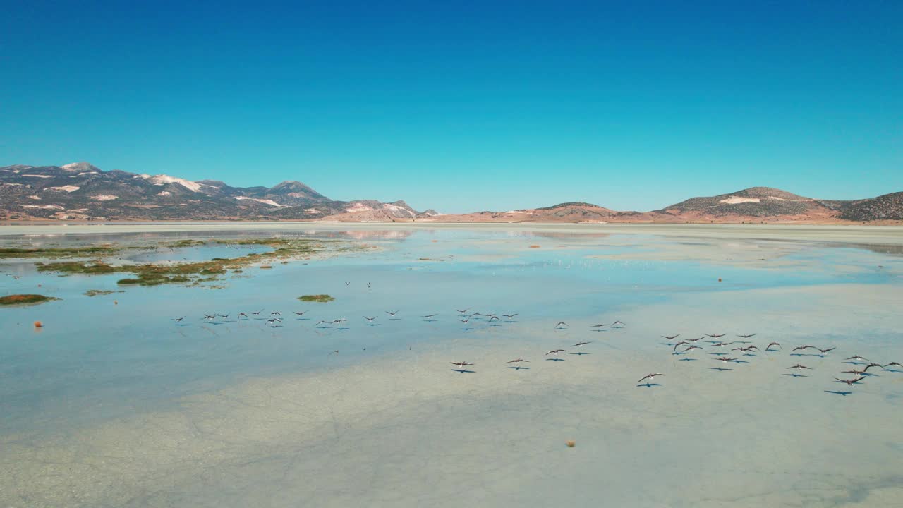 火烈鸟在土耳其布尔都尔湖上飞翔视频素材