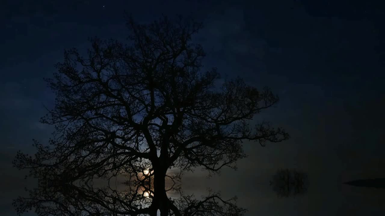 夜晚的树，时间流逝的天空，剪影，天上的月亮视频下载