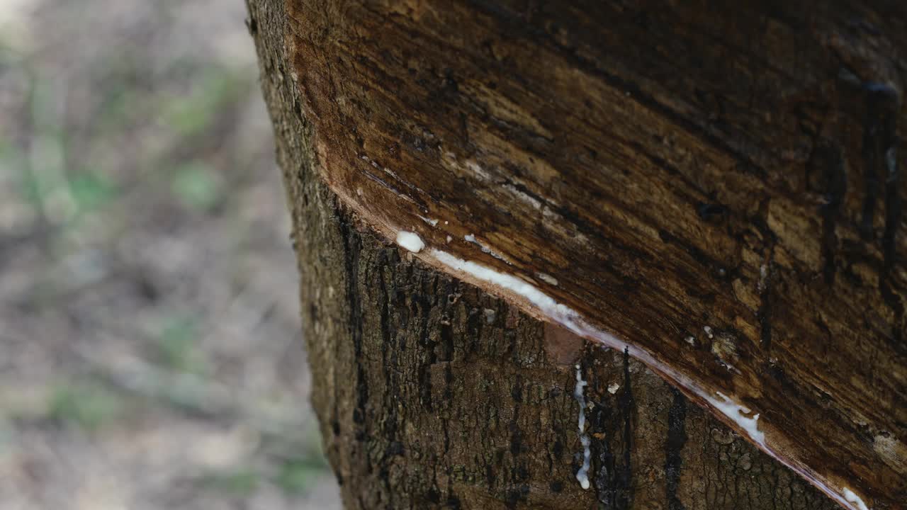 橡胶树(Hevea brasiliensis)的乳胶正流向橡胶树种植园的桶中视频素材