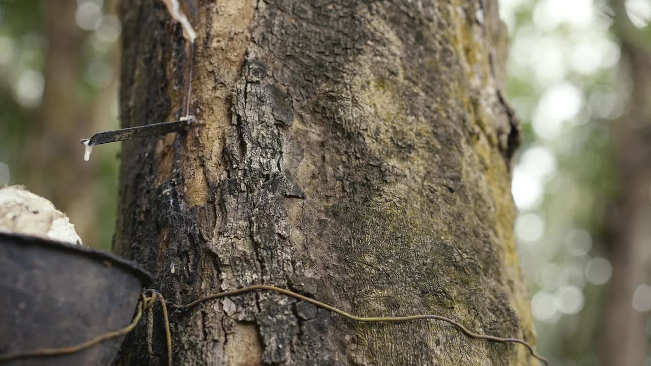 橡胶树(Hevea brasiliensis)的乳胶正流向橡胶树种植园的桶中视频素材