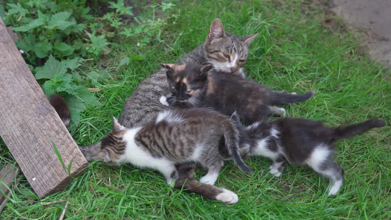 走失的灰母猫在户外给小猫喂奶的特写。当其他猫在后院的草地上哺乳时，有爱心的虎斑猫妈妈正在舔小猫。动物4K 25FPS。宠物视频片段。视频素材