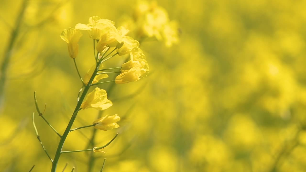 油菜籽开花了。栽培农田中油菜籽植物的黄色花朵视频素材