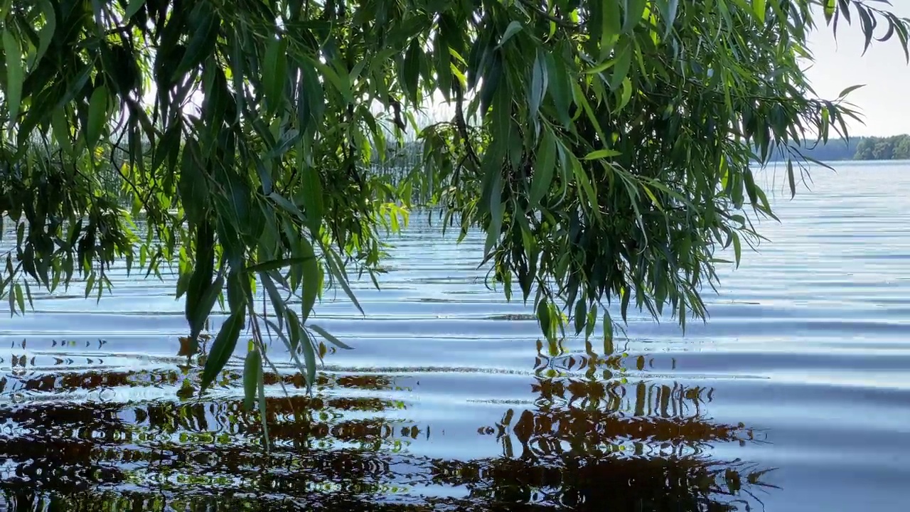 美丽的风景，湖水，树枝，阳光反射在水面和树枝上视频下载