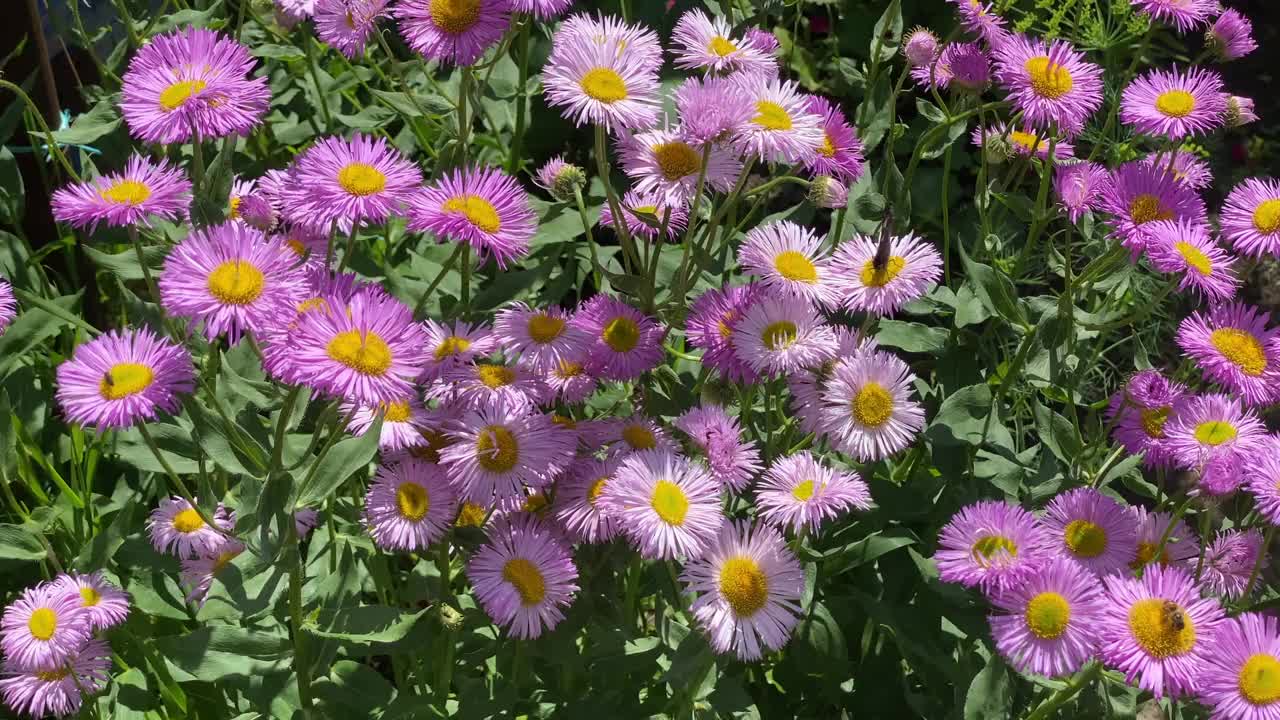 夏日的花园里，黄蜂和蝴蝶飞来飞去，为紫色的花朵授粉视频素材