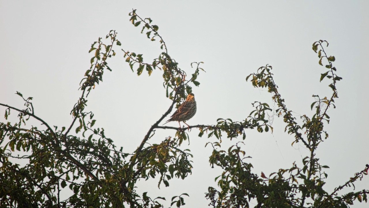 在一个阳光明媚的早晨，猎玉米(Emberiza calandra)坐在树枝上晒太阳视频素材