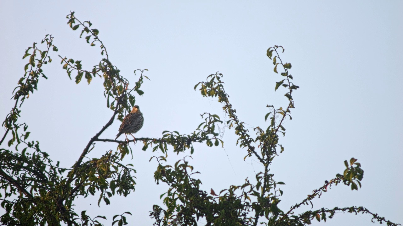 在一个阳光明媚的早晨，猎玉米(Emberiza calandra)坐在树枝上晒太阳视频素材