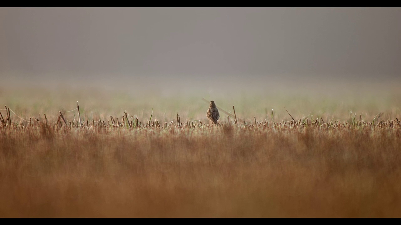 在一个阳光明媚的早晨，玉米狩猎(Emberiza calandra)坐在收获的残茬地里晒太阳视频素材