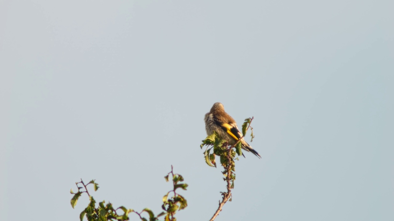 金翅雀幼鸟(Carduelis Carduelis)坐在牧场上，紧张地扫视着这片区域视频素材