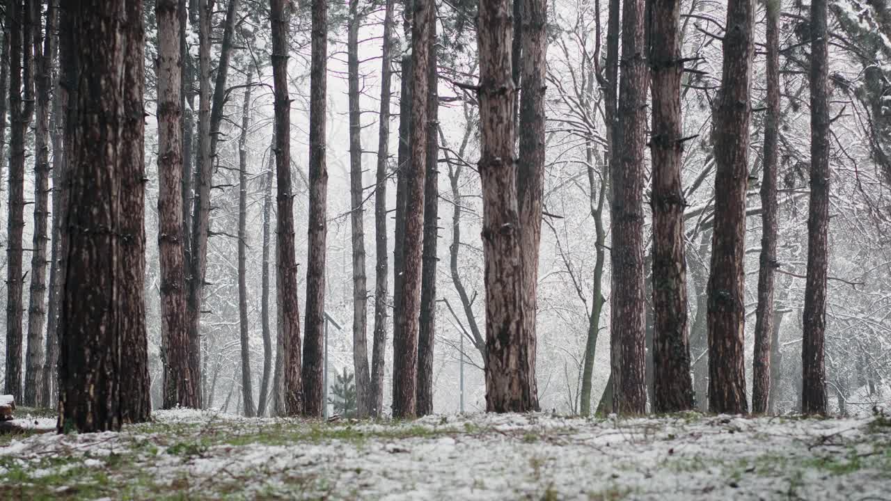 第一场雪期间的针叶林视频素材