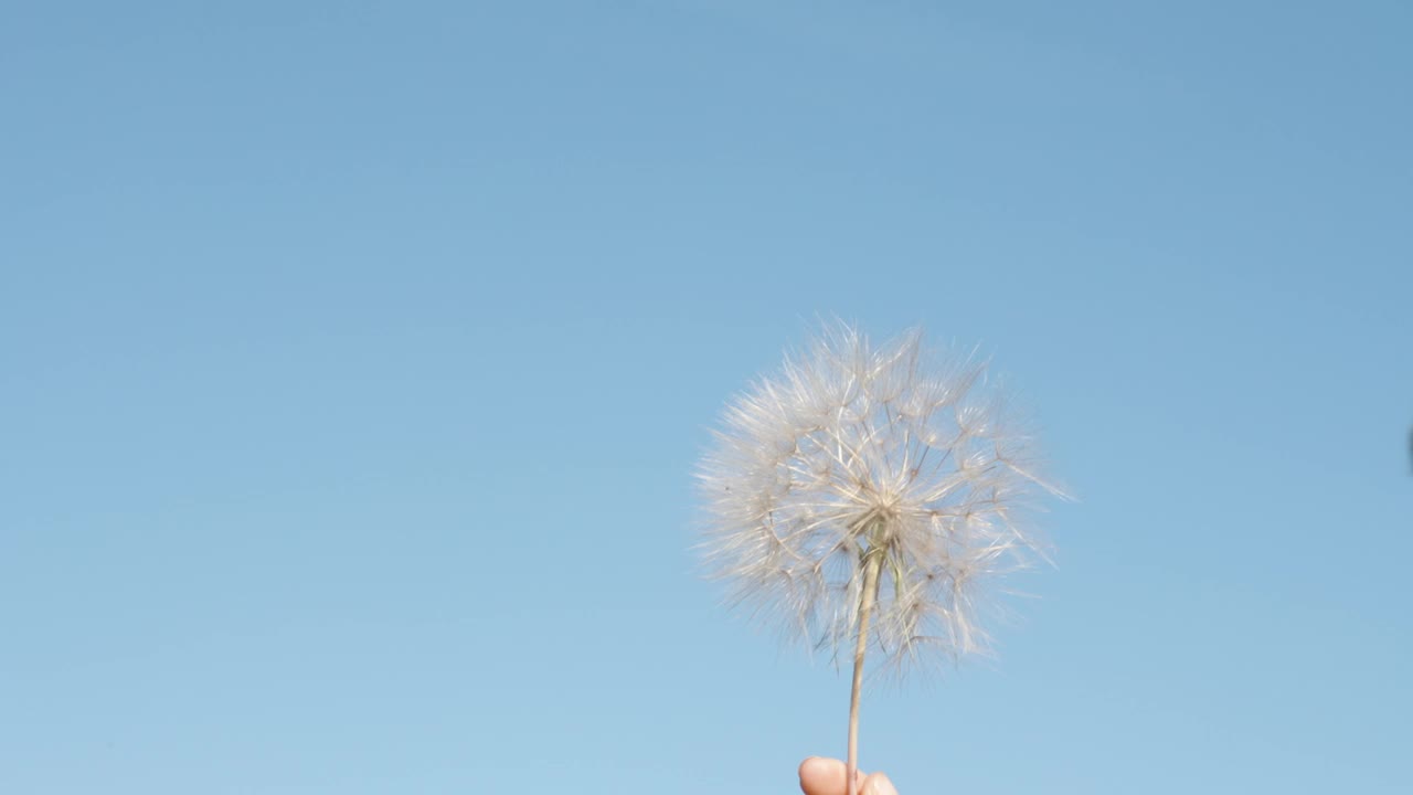 青花上成熟的空中种子，随着女人的吹拂，在蓝天的背景下，以慢动作在空中散开。视频素材