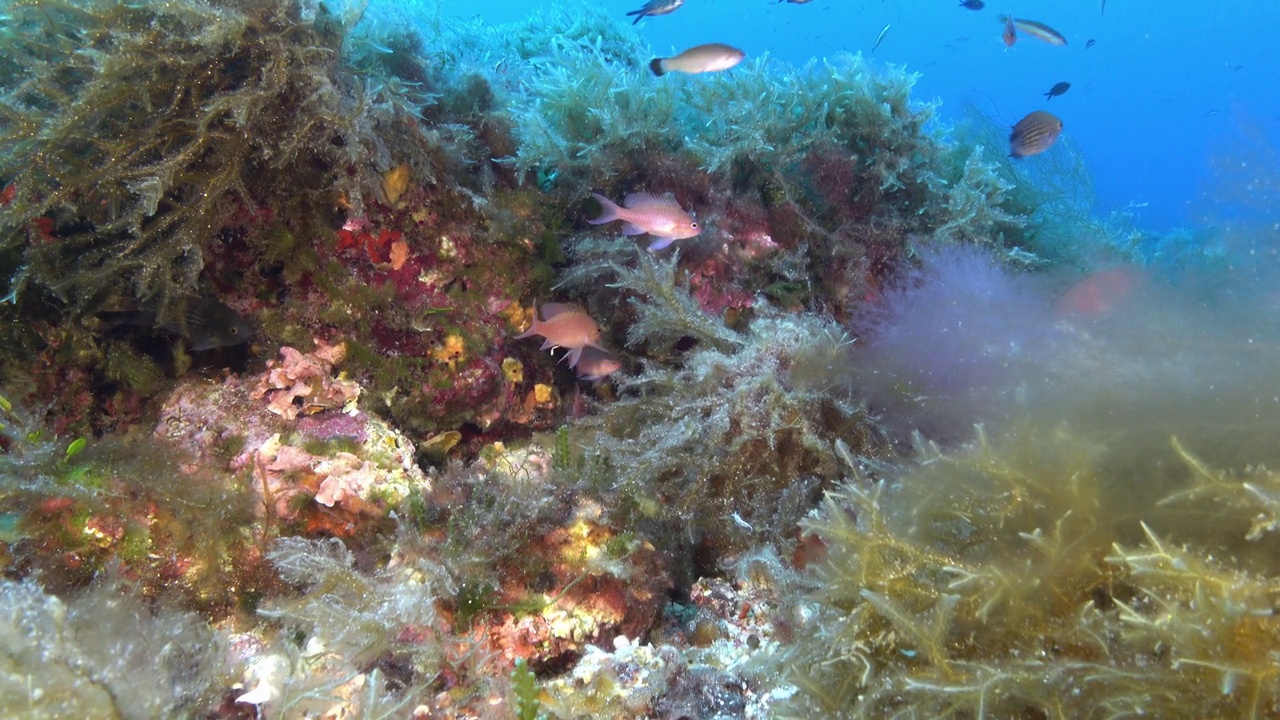 深海海洋生物——海底的凤尾花鱼群视频素材