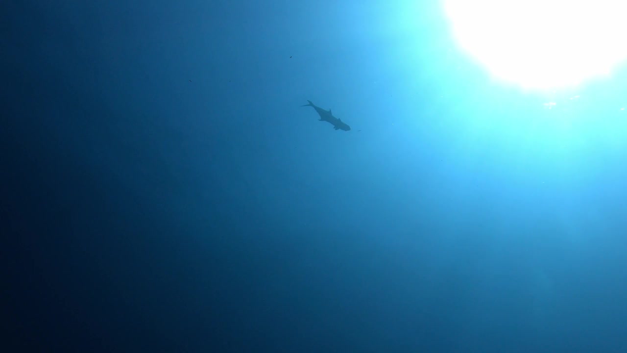 海浪-海面的水下视图视频素材