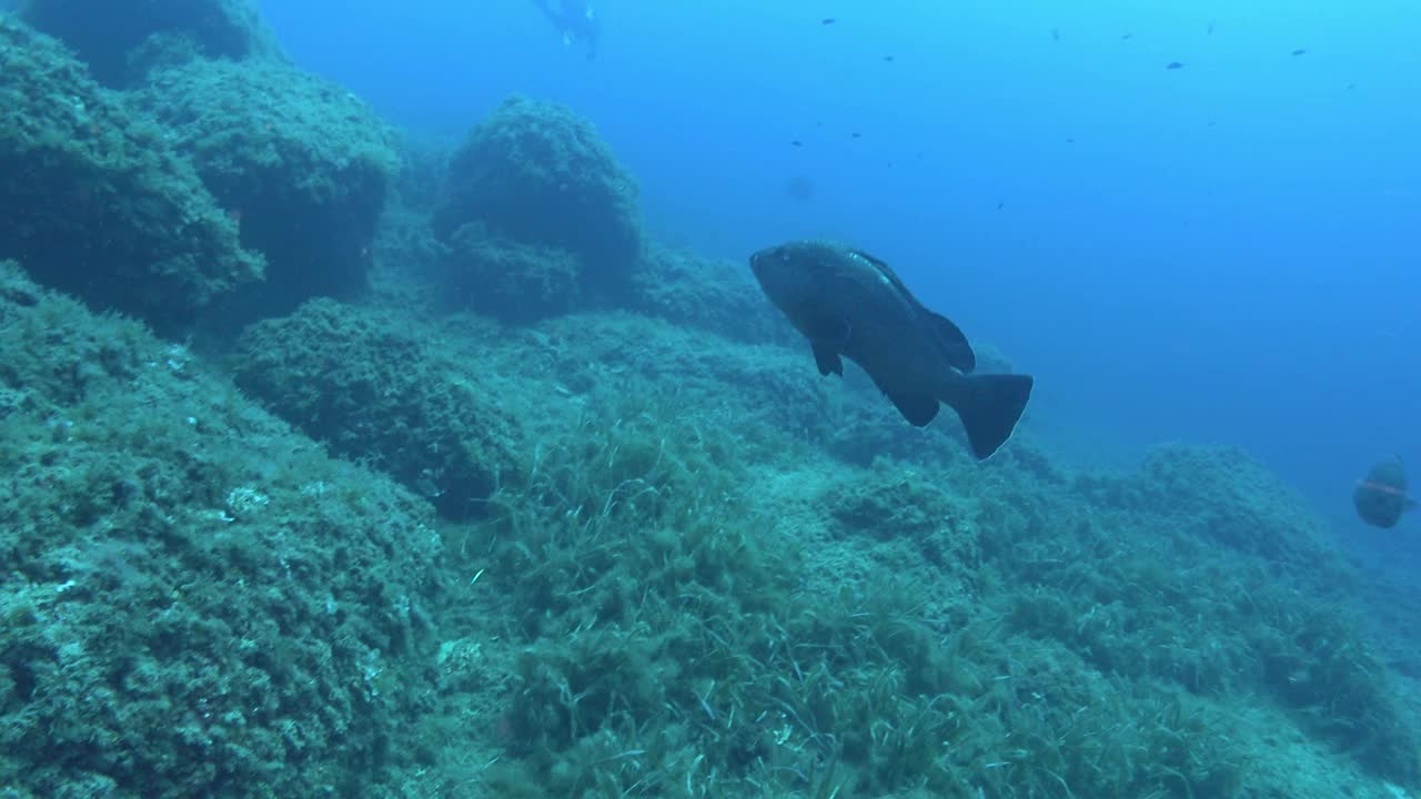 大石斑鱼在浑浊的水中慢慢地游动视频素材