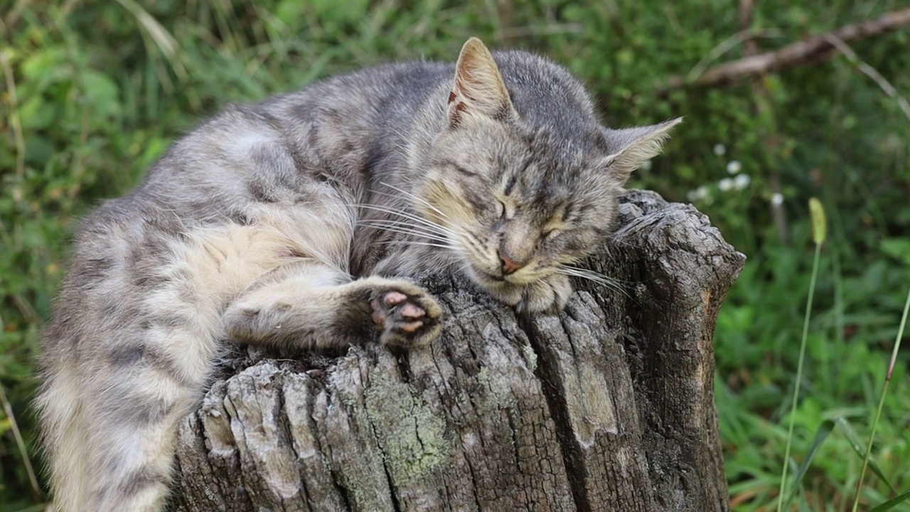 漂亮的灰猫在睡觉视频下载