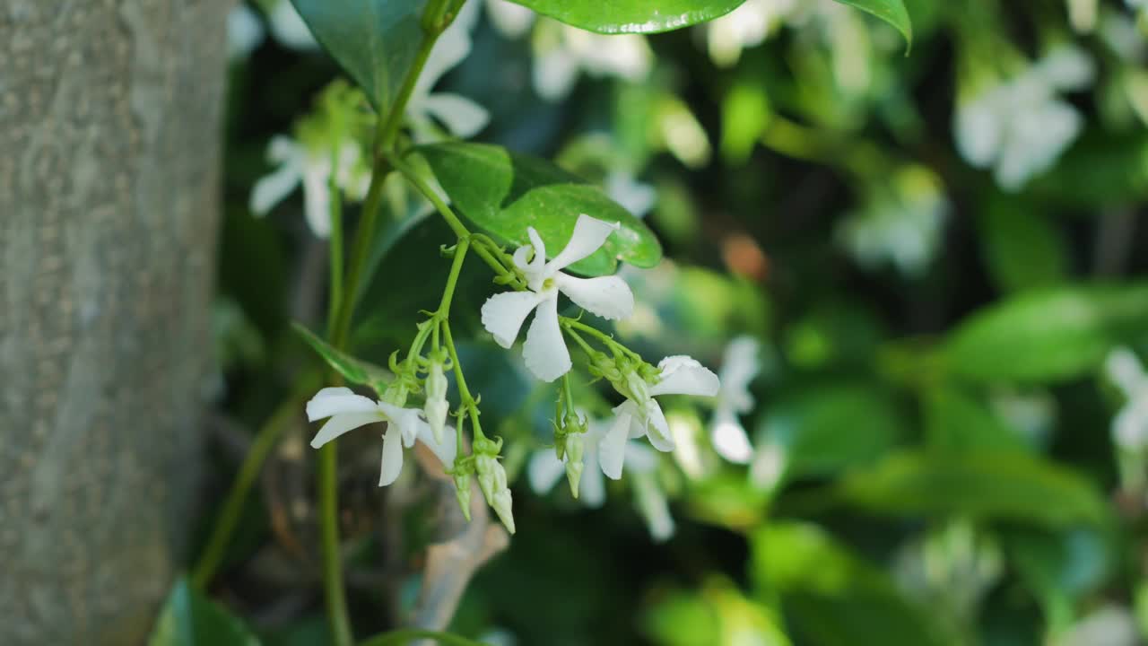 白花和绿叶从空中移动的特写镜头视频素材