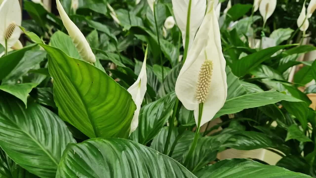 观赏植物鸡血花的美丽花朵。白色的花朵视频素材