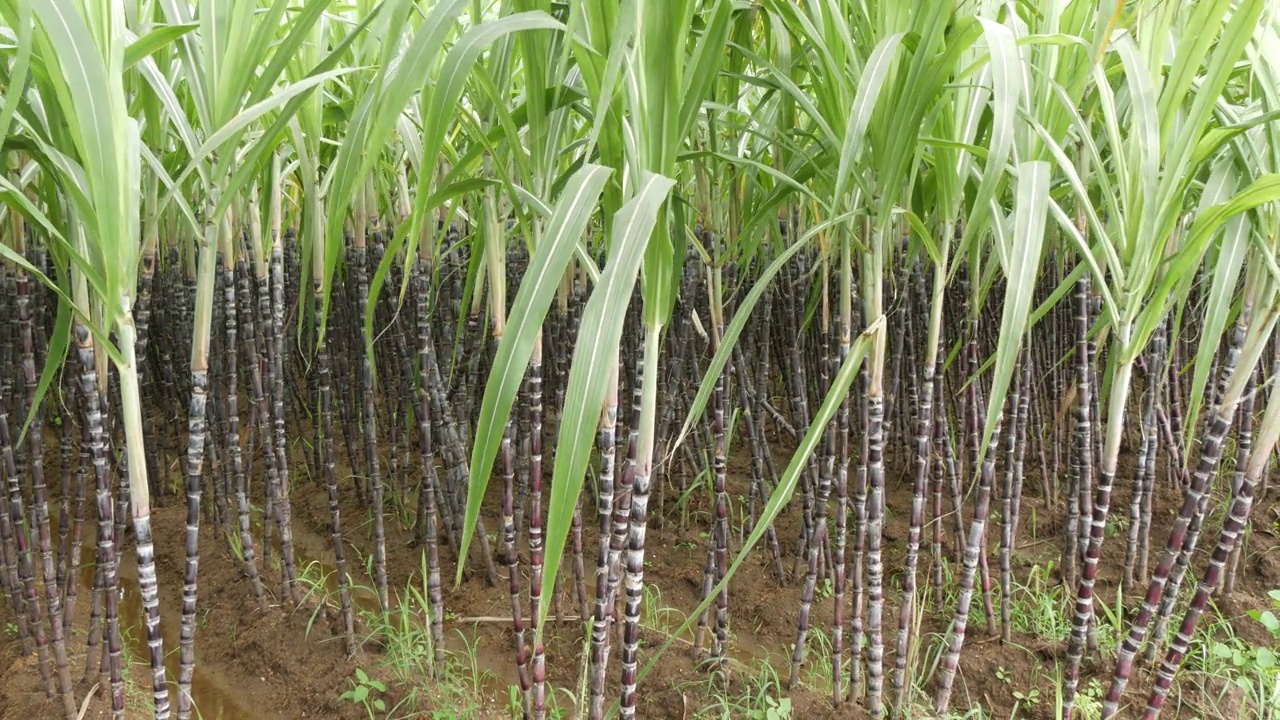 甘蔗种植在印度的农业用地上。锅里拍摄视频素材