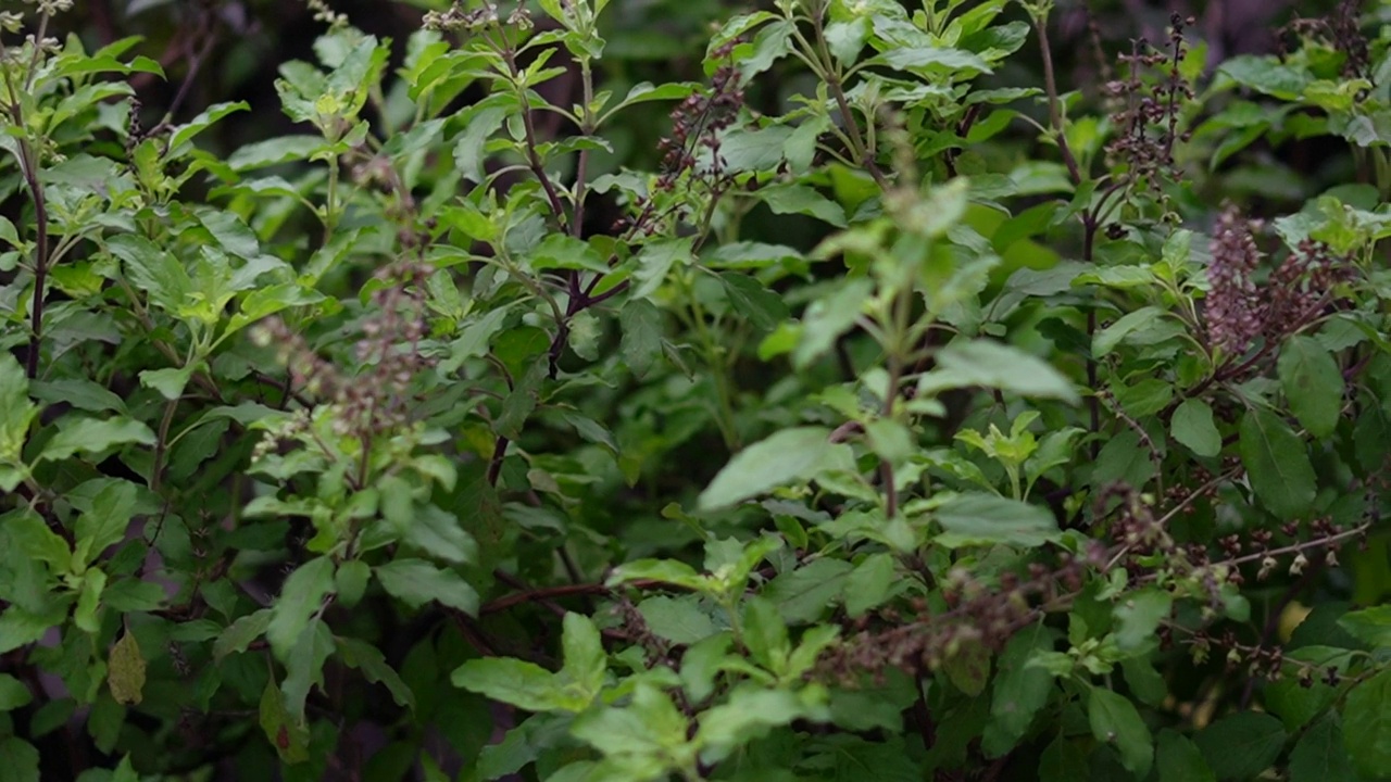 泰国圣罗勒(Ocimum tenuflorum sanctum)或Tulsi kaphrao圣罗勒是一种直立的，叶子红色的蔬菜，在自然背景下盛开在花园中视频素材