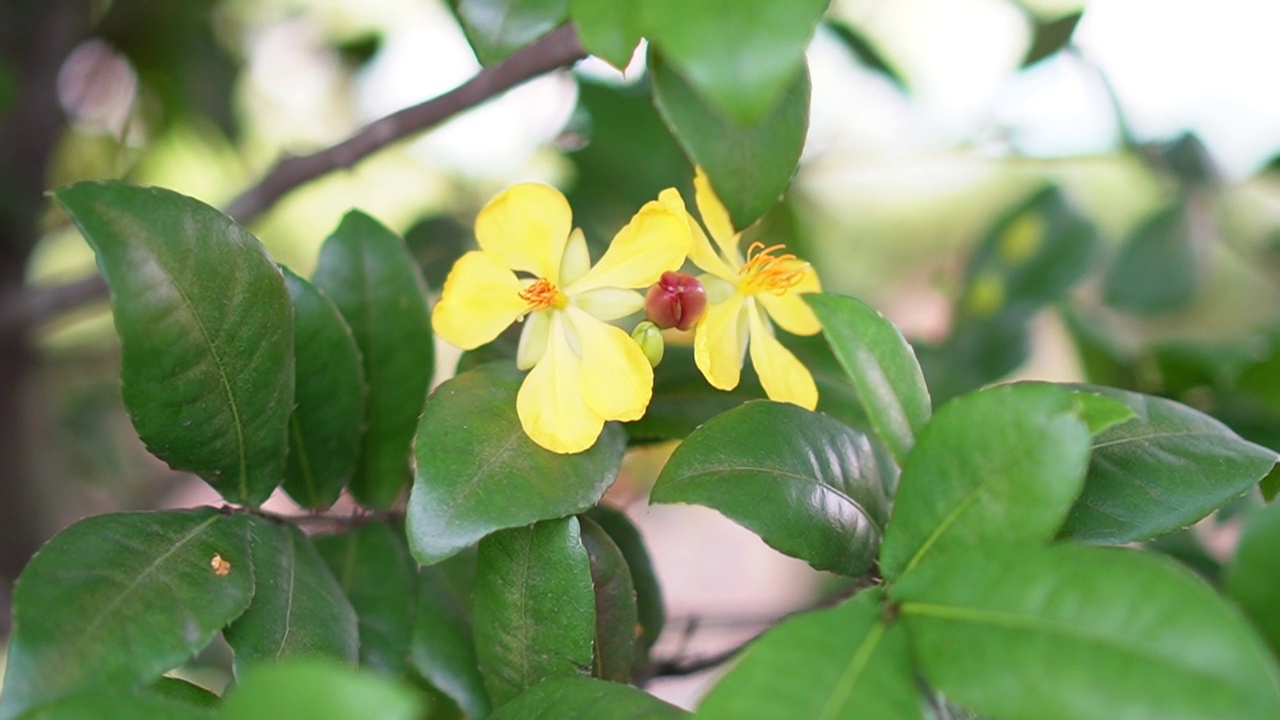 米老鼠黄色的花，学名Ochna kirkii olive。盛开的树在模糊的自然背景视频素材