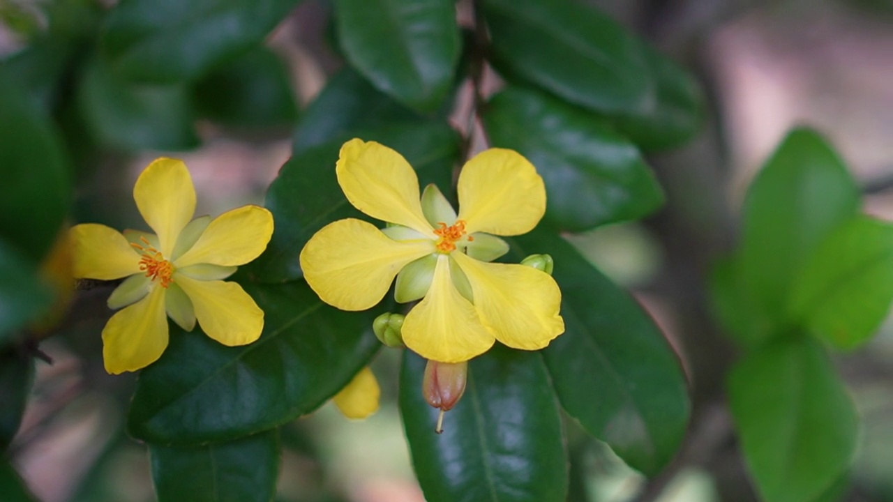 米老鼠黄色的花，学名Ochna kirkii olive。盛开的树在模糊的自然背景视频素材