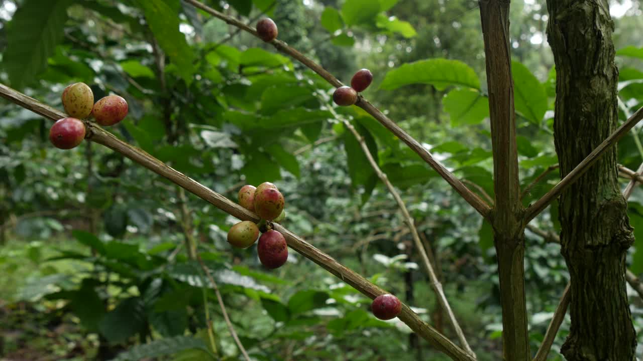 农场咖啡种植园中咖啡豆的植物病害。收获罗布斯塔和阿拉比卡咖啡浆果视频素材