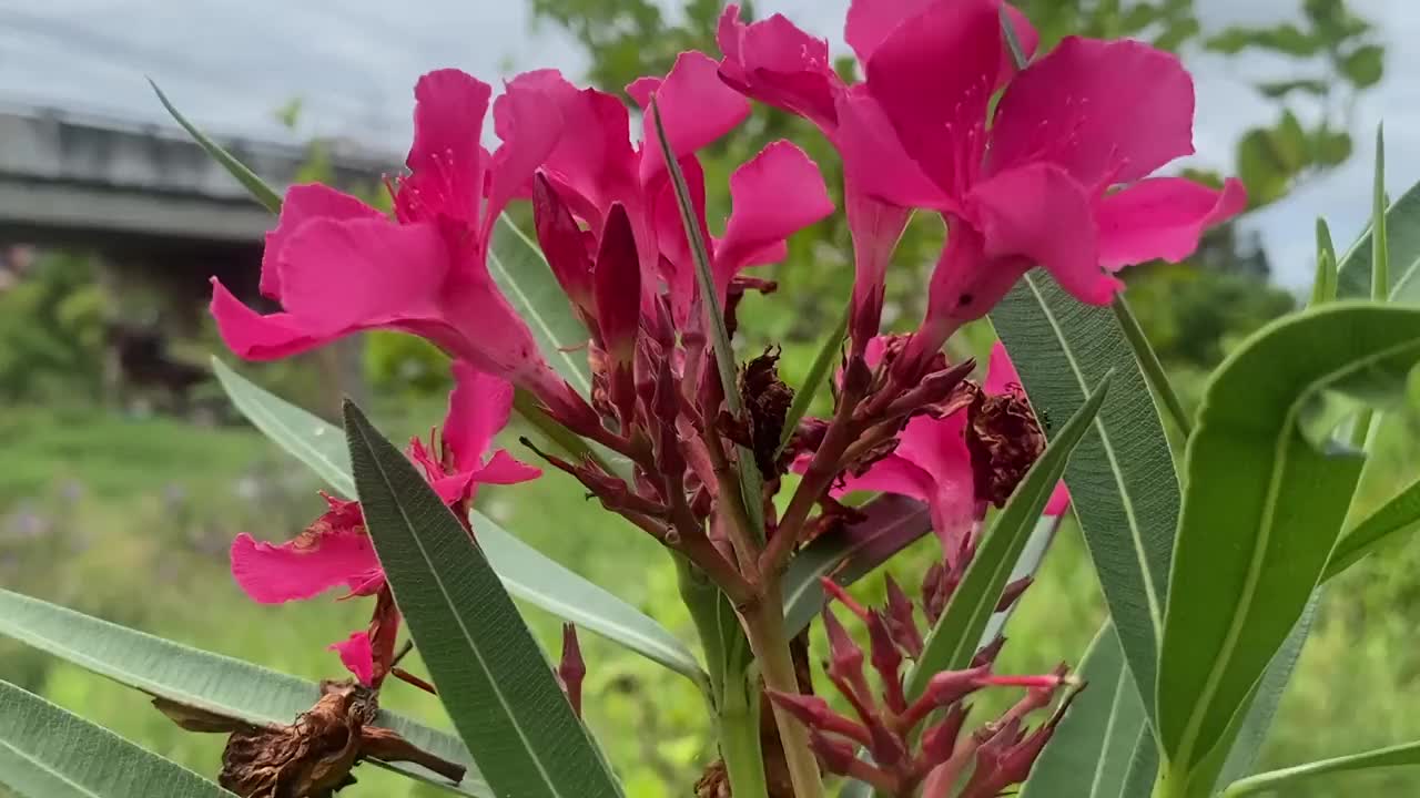 天然园林中的夹竹桃花视频素材