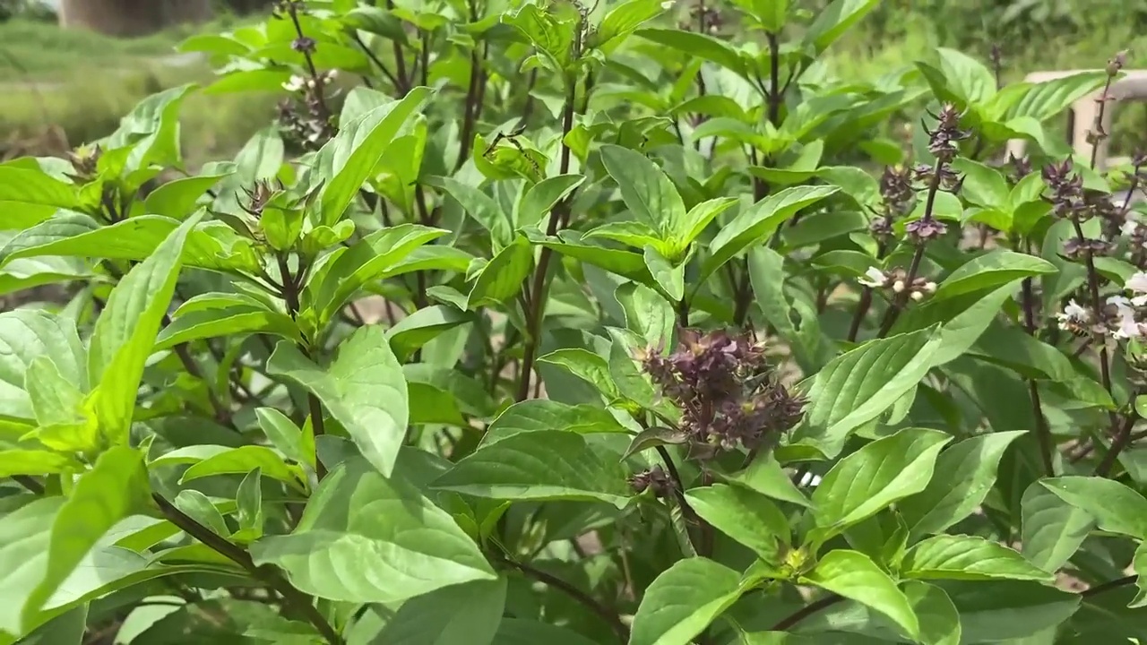 自然花园里的罗勒花视频素材