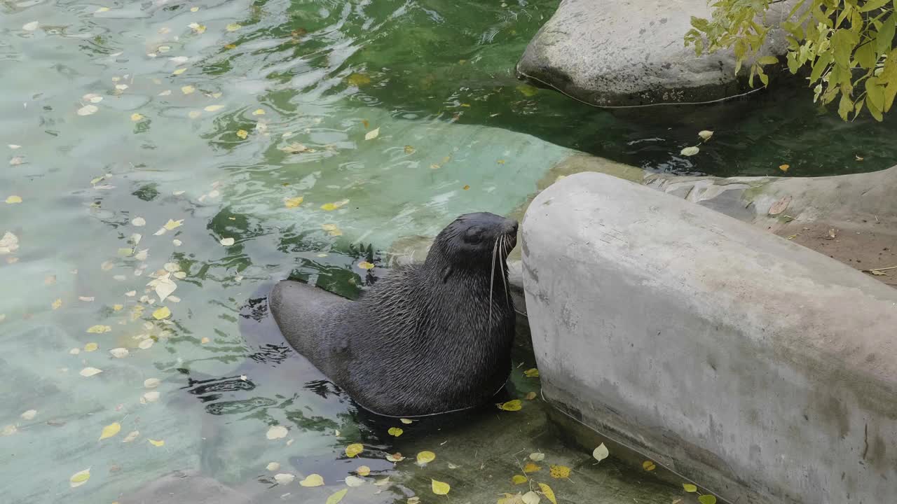 极度濒危的地中海僧海豹。视频下载