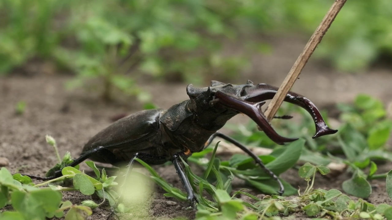 鹿角甲虫(Lucanus cervus)在森林的绿叶和草丛中的微距拍摄。濒临灭绝的巨型鹿角甲虫视频下载