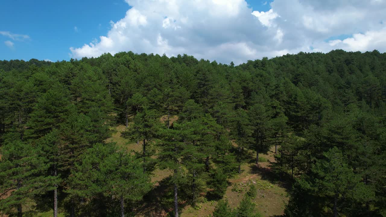 全景松林绿叶，蓝天白云在山上，自然背景视频素材