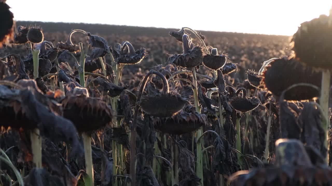 夕阳映衬下的成熟向日葵种植园。收割。农业视频素材