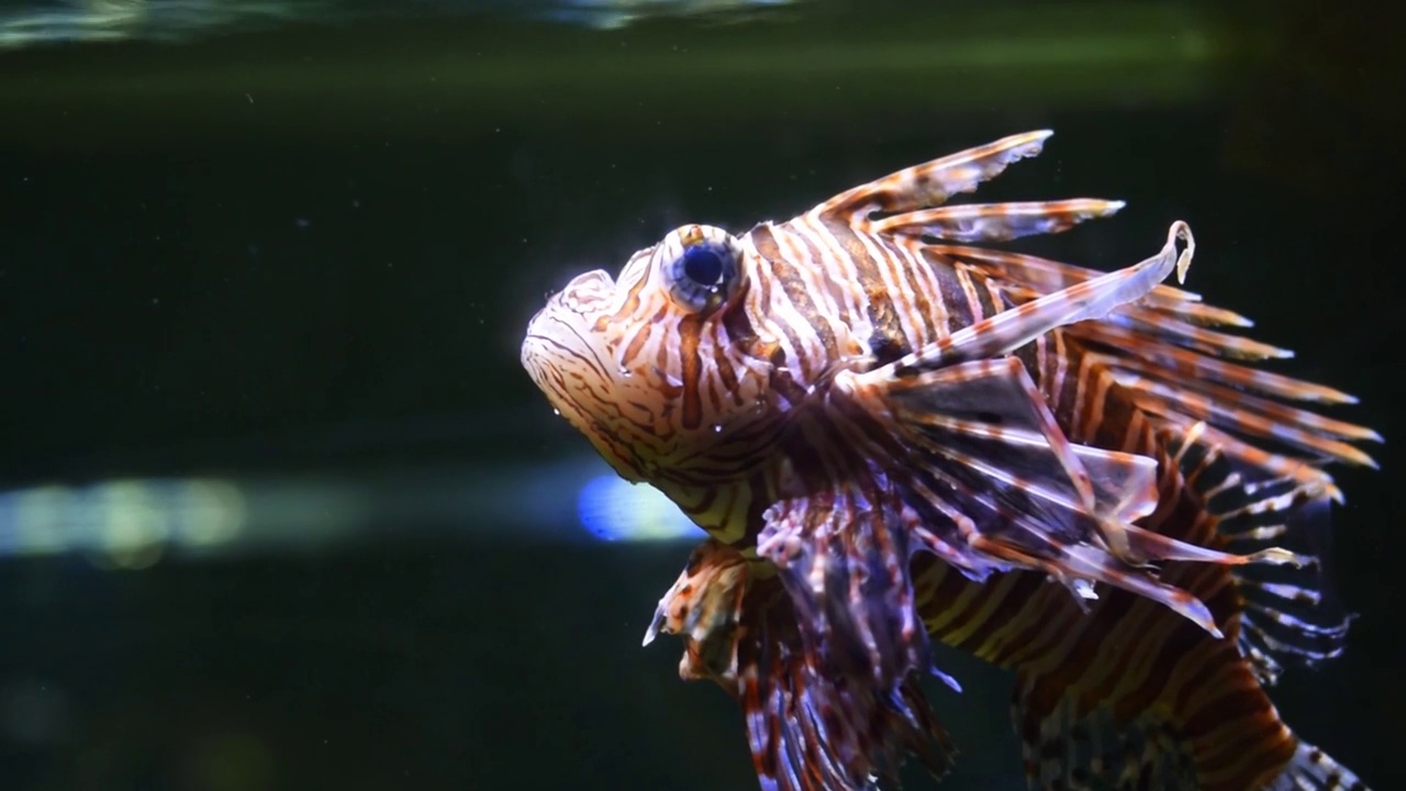 翼龙或狮子鱼在水族馆里游泳，放松地游泳。圈养海洋生物的概念视频下载