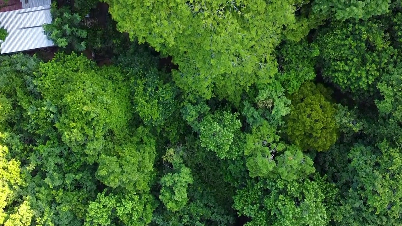 中部有海岸植被和树木视频素材