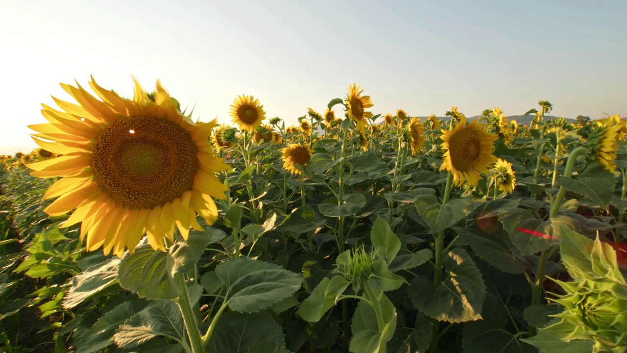 向日葵油的夏季季节视频素材