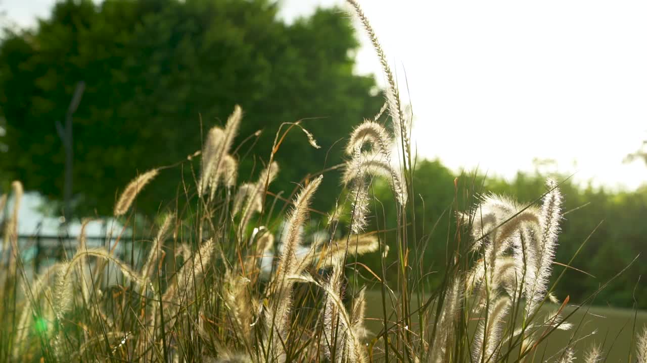 羽毛般的植物在夕阳下飞翔，和平与宁静的概念视频下载