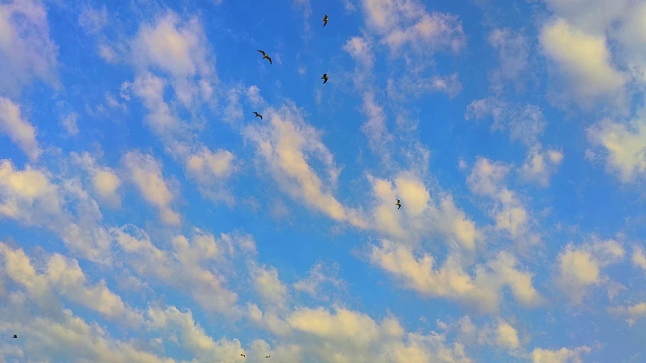 一群海鸥在天空中翱翔视频素材