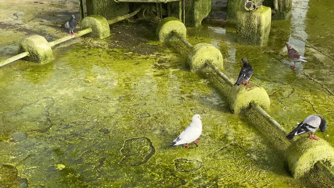 鸽子在充满霉菌的空喷泉里视频素材