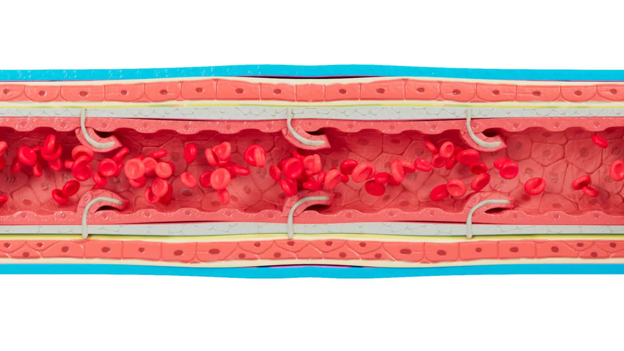 静脉解剖与血液细胞流动视频素材