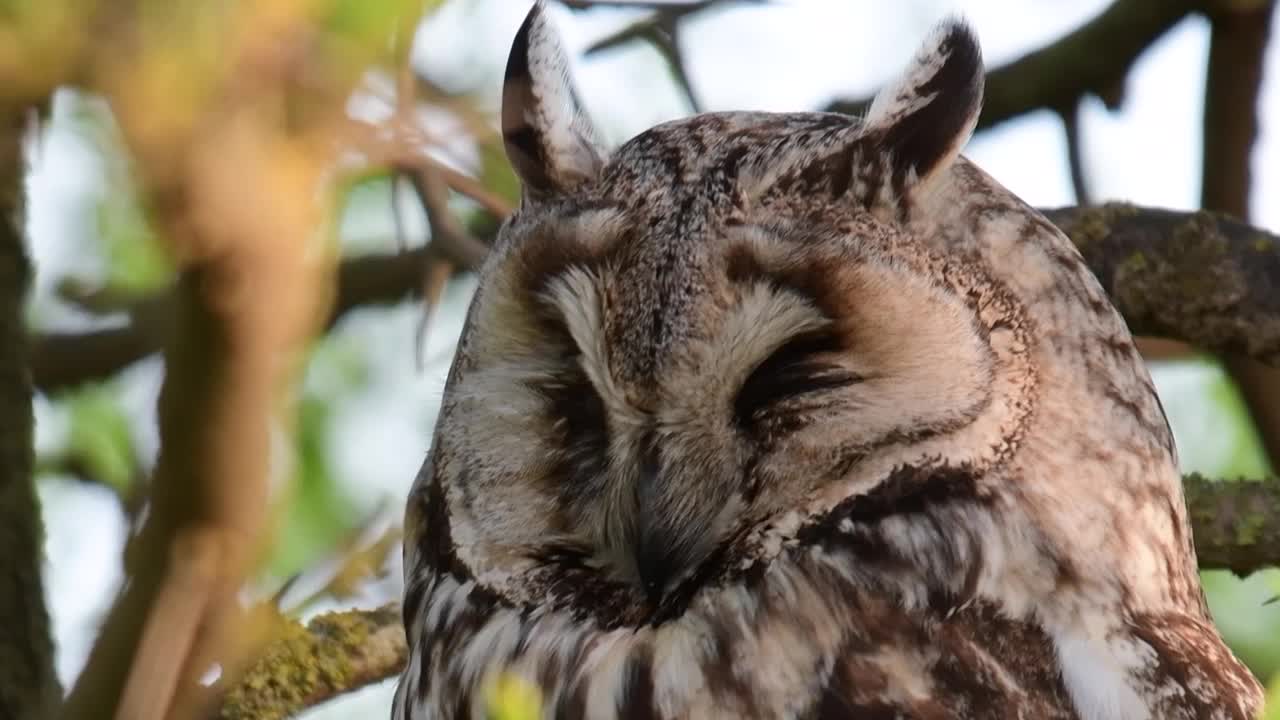 野外的长耳猫头鹰视频素材