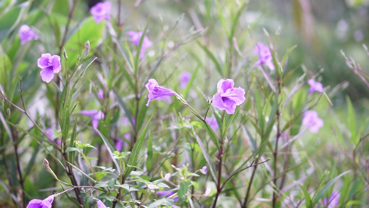 水仙花、水仙花、米尼根、铁根、小白根、爆豆荚、Cracker plant、traino、Toi ting ACANTHACEAE、Britton 's Wild、墨西哥风铃花、矮牵牛紫罗兰花，在自然背景下在花园里盛开视频素材