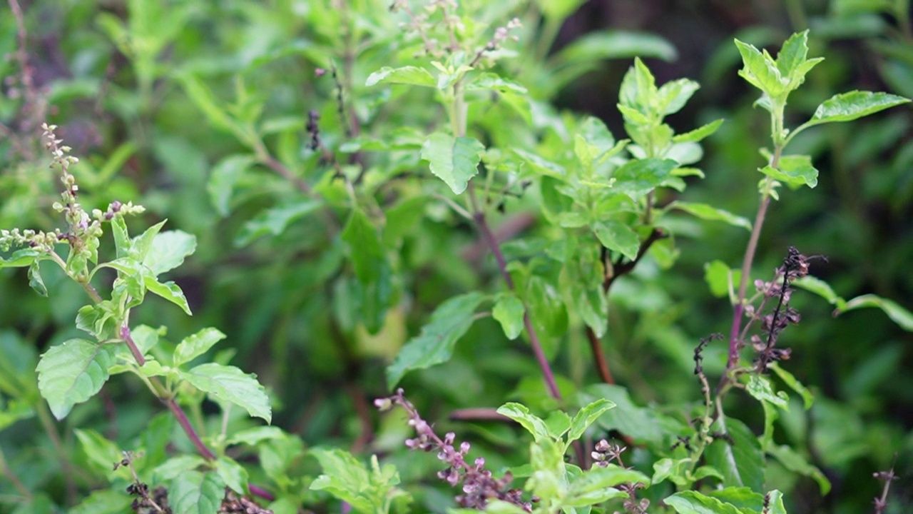 泰国圣罗勒(Ocimum tenuflorum sanctum)或Tulsi kaphrao圣罗勒是一种直立的，叶子红色的蔬菜，在自然背景下盛开在花园中视频素材