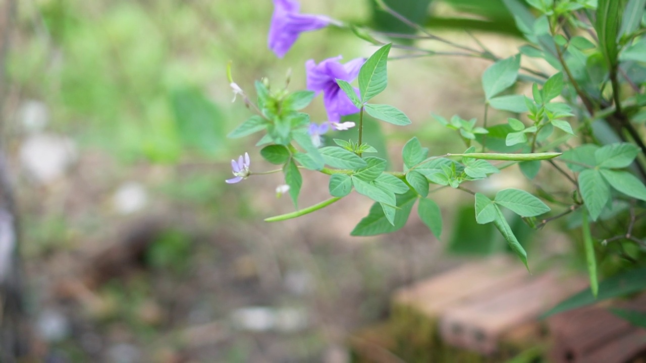 水仙花、水仙花、米尼根、铁根、小白根、爆豆荚、Cracker plant、traino、Toi ting ACANTHACEAE、Britton 's Wild、墨西哥风铃花、矮牵牛紫罗兰花，在自然背景下在花园里盛开视频素材