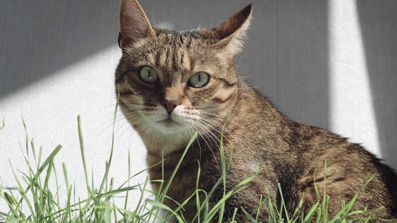 条纹家猫在家里嚼绿草，宠物的健康食品。视频下载