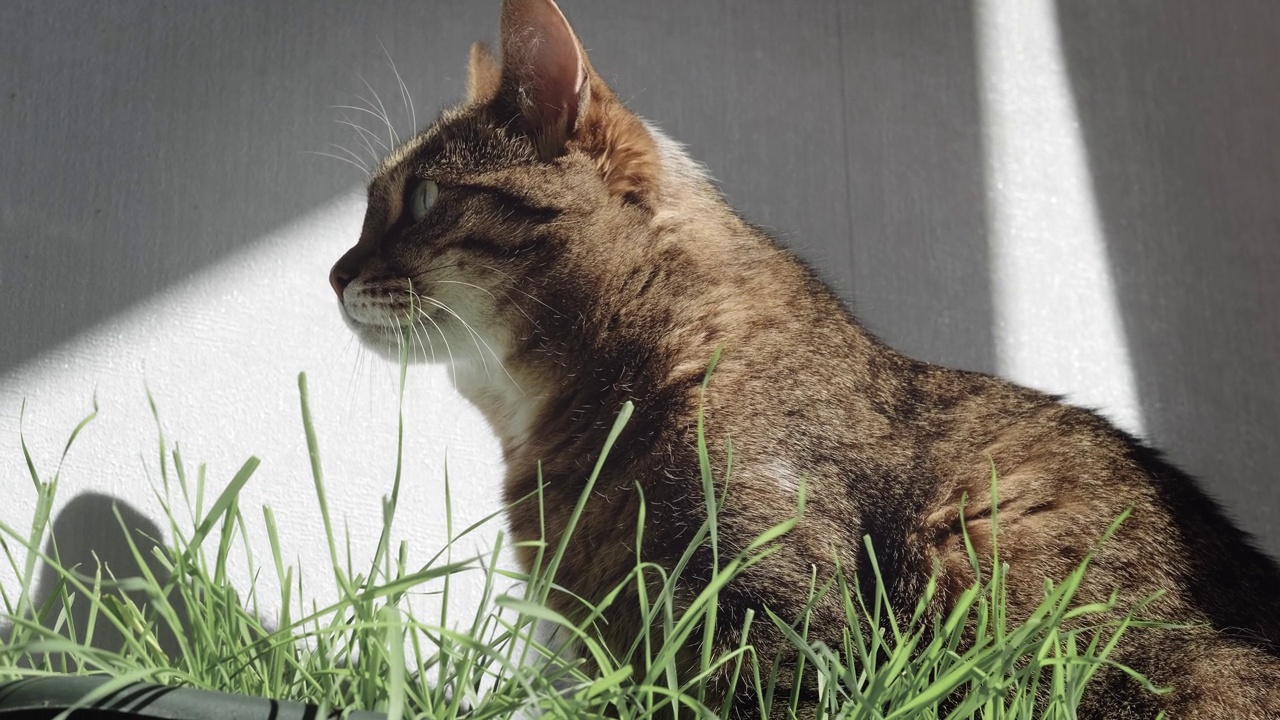 条纹家猫在家里嚼绿草，宠物的健康食品。视频下载